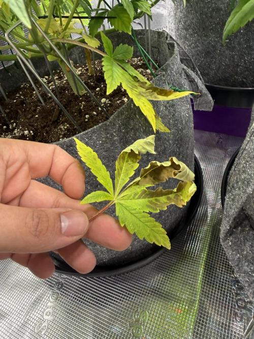 My first indoor grow. Week 5 - 1.4.2026