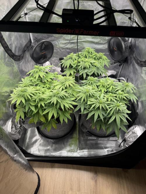 My first indoor grow. Week 5 - 2.4.2026