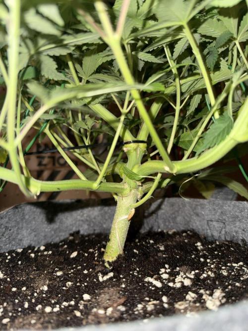 Sweet Cheese Fast Version. Week 5