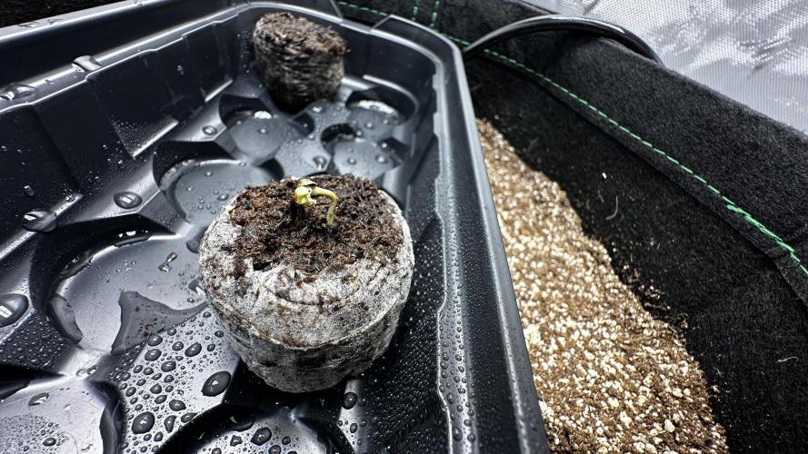 Sour Strawberry x Solmate - CremeDeCanna. Week 0 - after popping and growing its taproot, it was planted in a jiffy pellet.