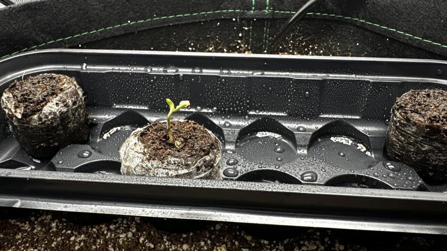 Sour Strawberry x Solmate - CremeDeCanna. Week 0