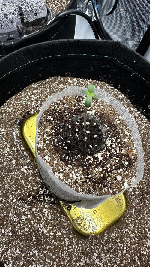 Hoku Seeds - Mixed Type II Autos. Week 0