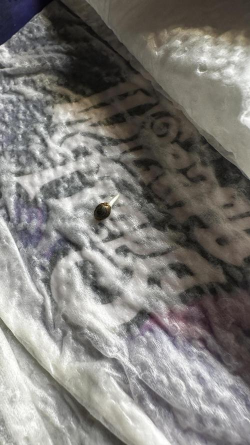 Hoku Seeds - Mixed Type II Autos. Week 0 - popped in paper towel and then placed in jiffy pellet. 