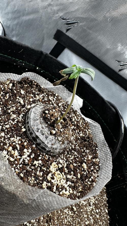 Hoku Seeds - Mixed Type II Autos. Week 0 - placed in nursery bag, seed shell is still clinging on to seedling.