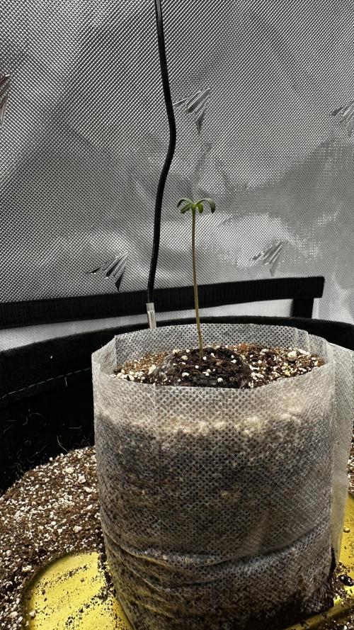 Sour Strawberry x Solmate - CremeDeCanna. Week 1