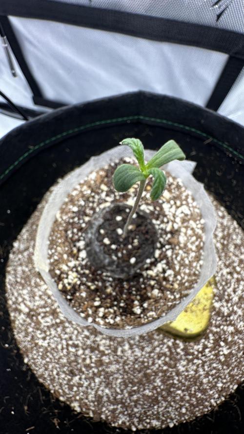 Sour Strawberry x Solmate - CremeDeCanna. Week 1