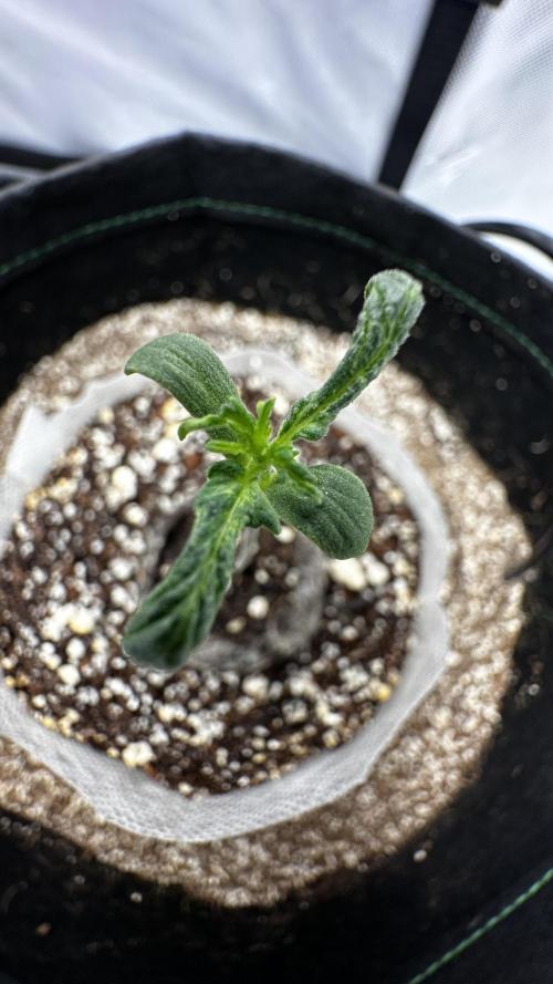 Sour Strawberry x Solmate - CremeDeCanna. Week 1