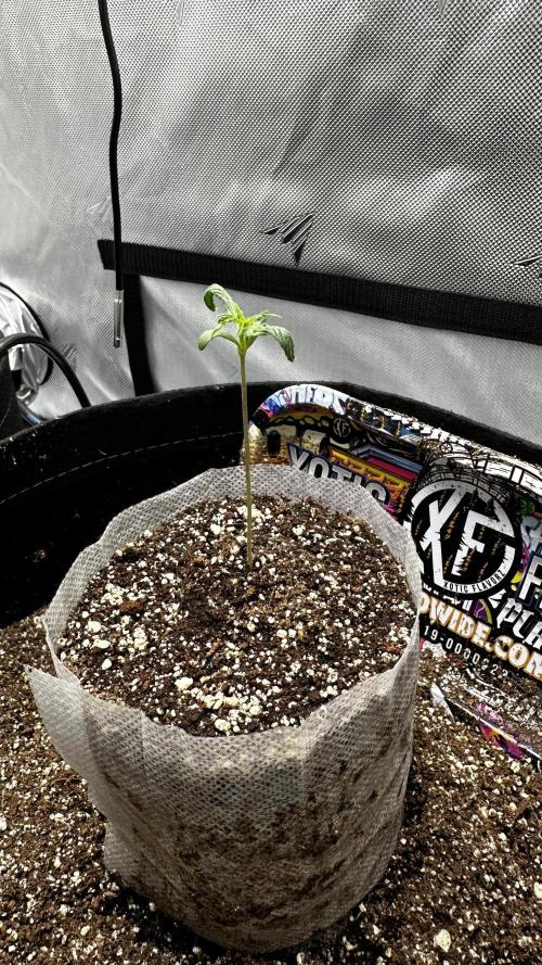 Sour Strawberry x Solmate - CremeDeCanna. Week 1