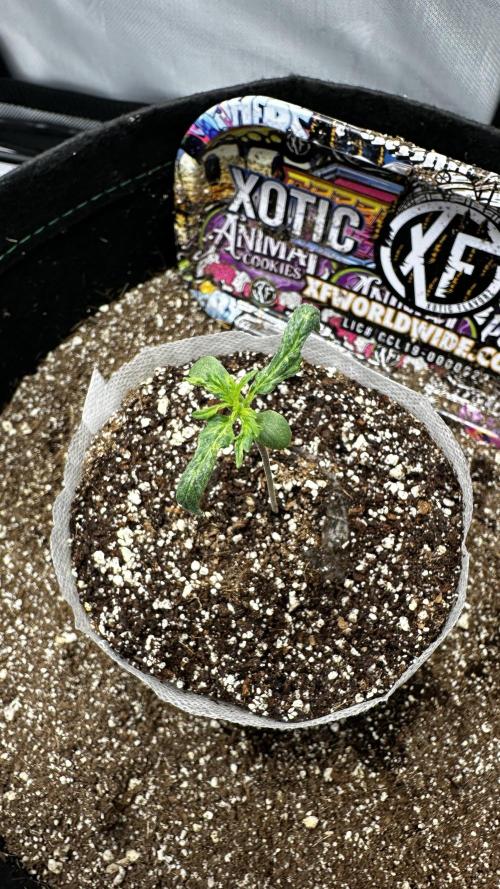 Sour Strawberry x Solmate - CremeDeCanna. Week 1