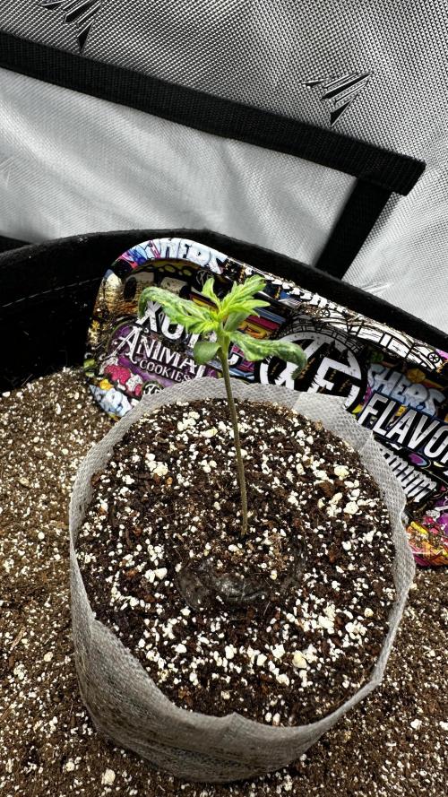 Sour Strawberry x Solmate - CremeDeCanna. Week 1