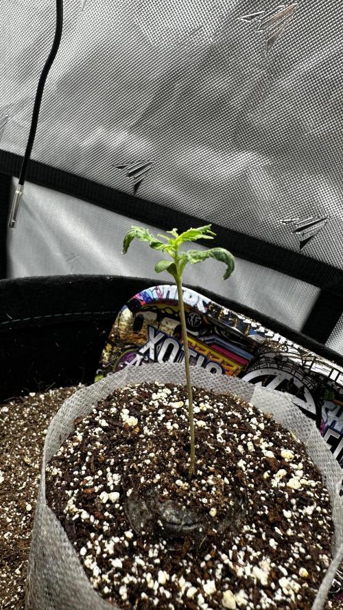 Sour Strawberry x Solmate - CremeDeCanna. Week 1