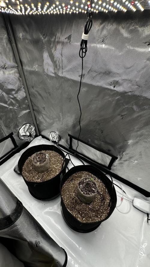 Hoku Seeds - Mixed Type II Autos. Week 1