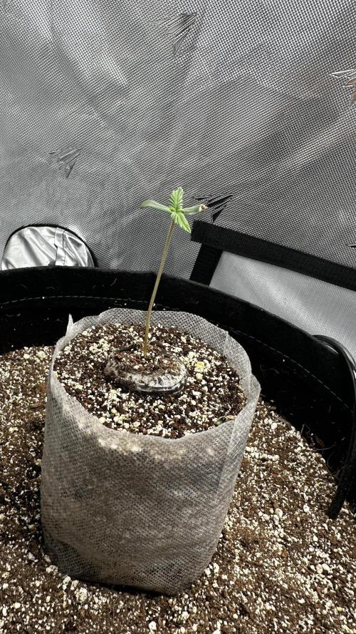 Hoku Seeds - Mixed Type II Autos. Week 1