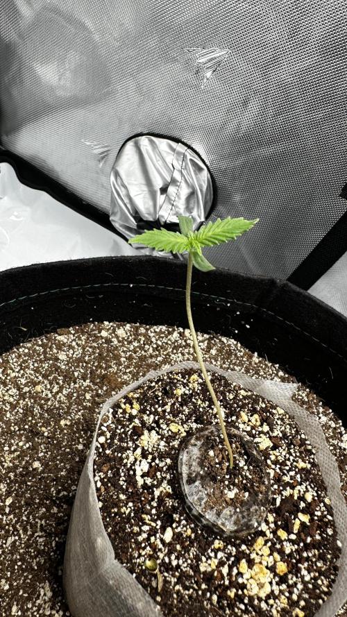 Hoku Seeds - Mixed Type II Autos. Week 1