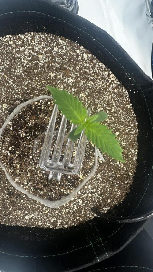 Hoku Seeds - Mixed Type II Autos. Week 1