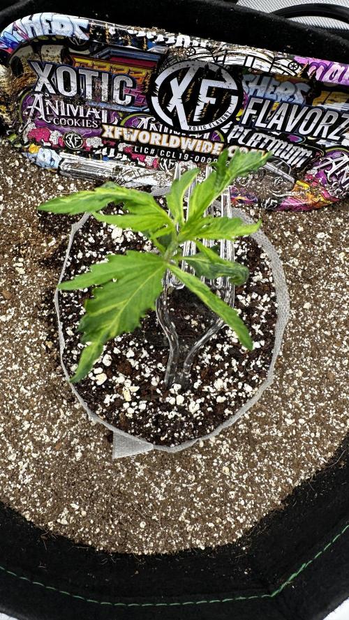 Sour Strawberry x Solmate - CremeDeCanna. Week 2