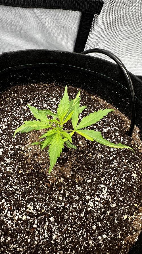 Sour Strawberry x Solmate - CremeDeCanna. Week 2