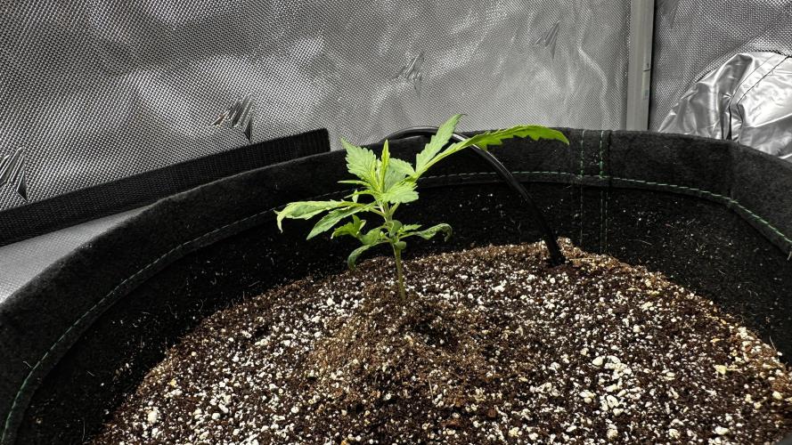 Sour Strawberry x Solmate - CremeDeCanna. Week 2