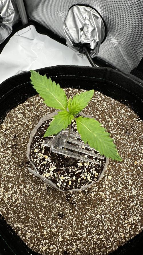 Hoku Seeds - Mixed Type II Autos. Week 2