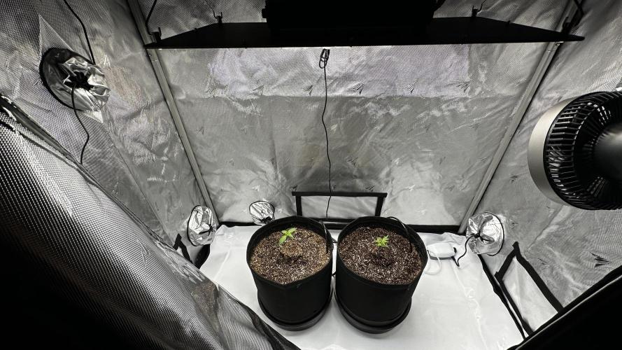 Hoku Seeds - Mixed Type II Autos. Week 2