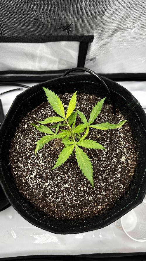 Sour Strawberry x Solmate - CremeDeCanna. Week 2