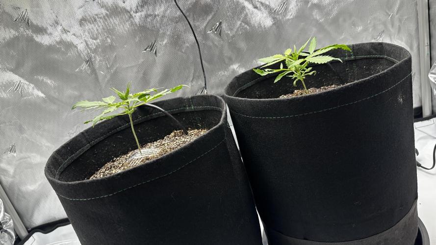 Sour Strawberry x Solmate - CremeDeCanna. Week 2
