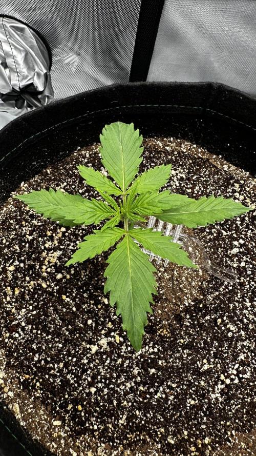 Hoku Seeds - Mixed Type II Autos. Week 2
