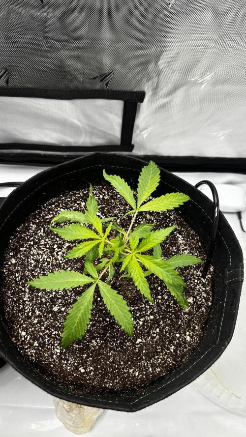 Sour Strawberry x Solmate - CremeDeCanna. Week 2
