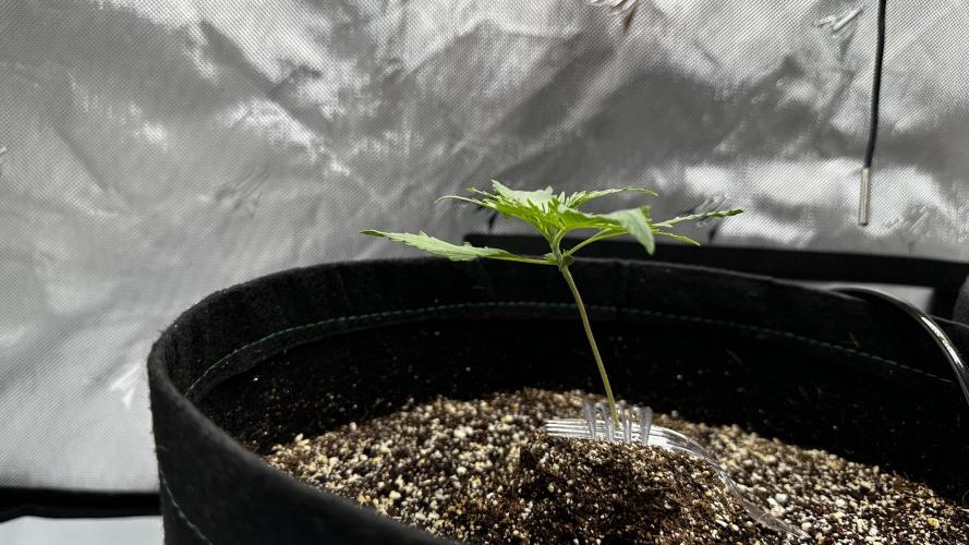 Hoku Seeds - Mixed Type II Autos. Week 2
