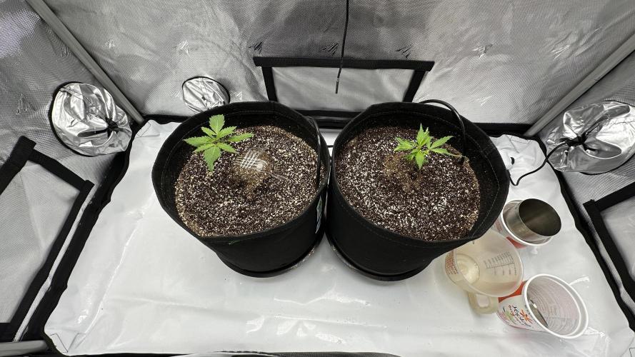 Hoku Seeds - Mixed Type II Autos. Week 2
