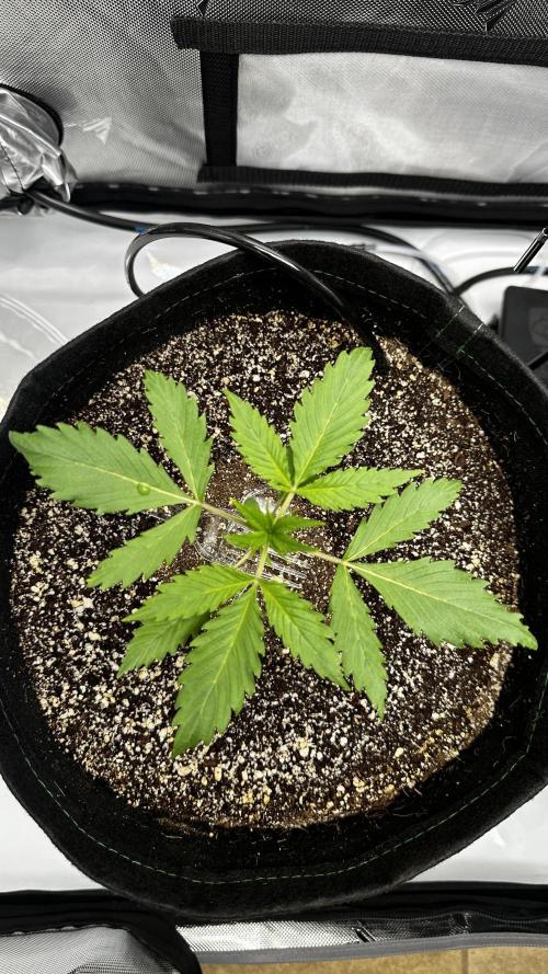 Hoku Seeds - Mixed Type II Autos. Week 2