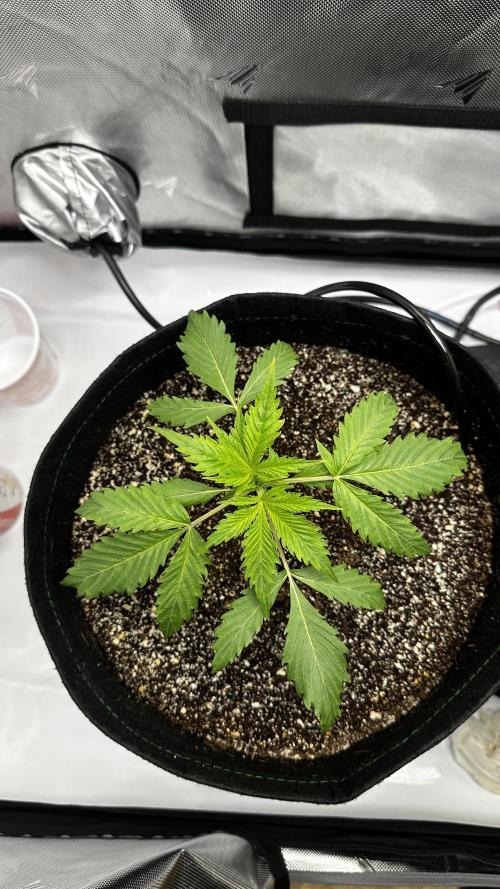 Hoku Seeds - Mixed Type II Autos. Week 2