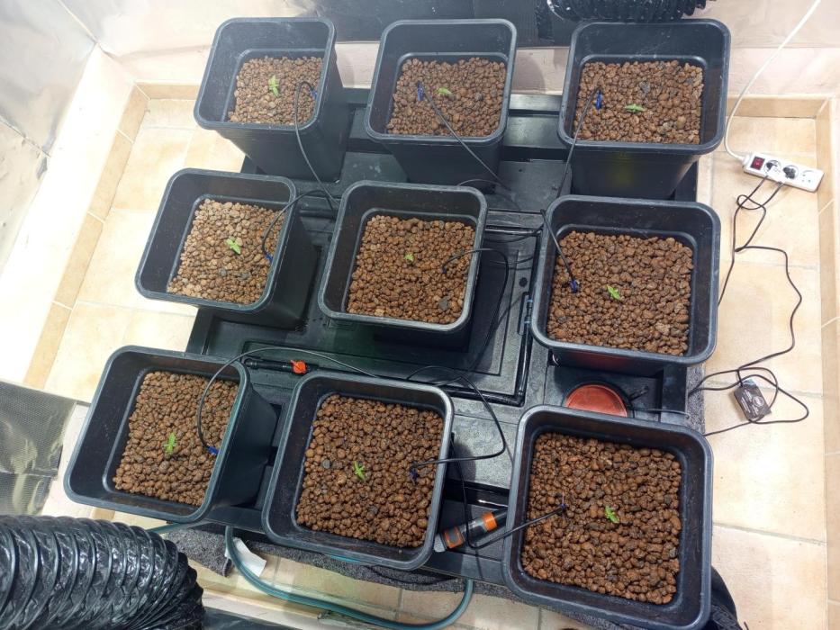 Orange cake. Week 1