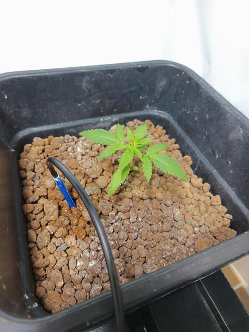 Orange cake. Week 2