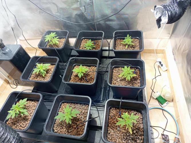 Orange cake. Week 3