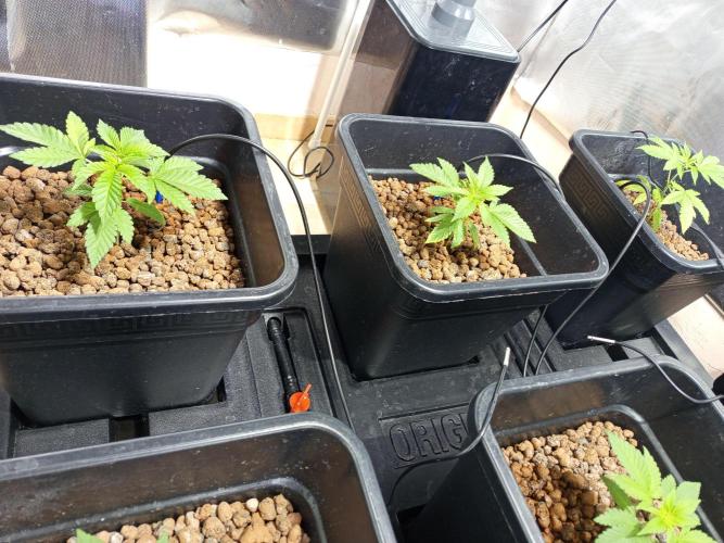 Orange Cake. Week 3