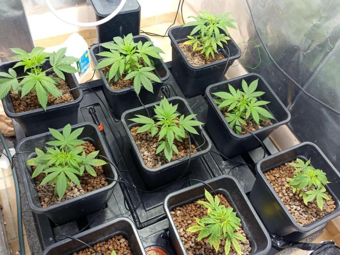 Orange cake. Week 4