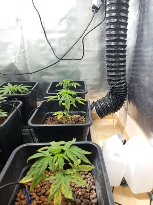 Orange Cake. Week 4