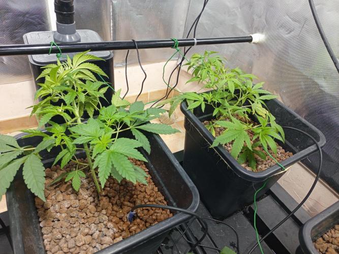 Orange cake. Week 5
