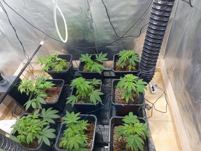 Orange Cake. Week 5