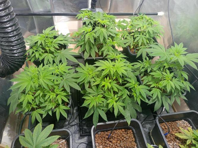 Orange cake. Week 6