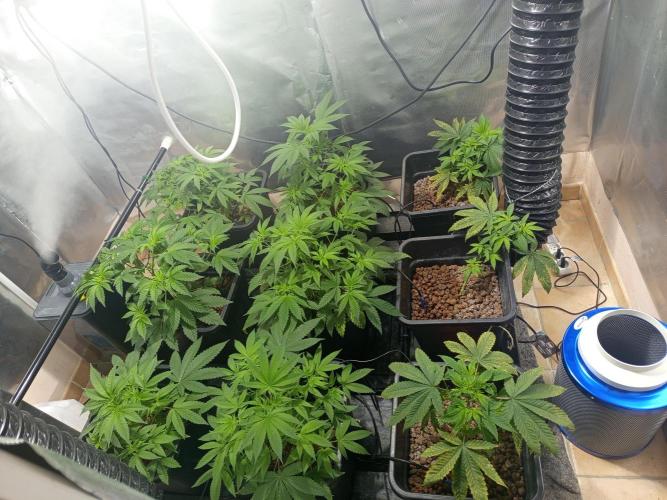 Orange Cake. Week 6