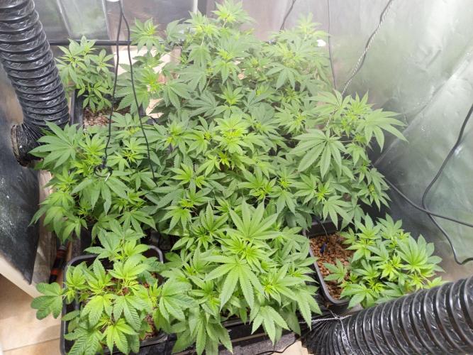 Orange cake. Week 7