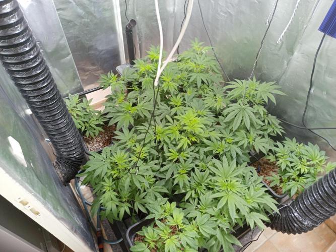Orange Cake. Week 7
