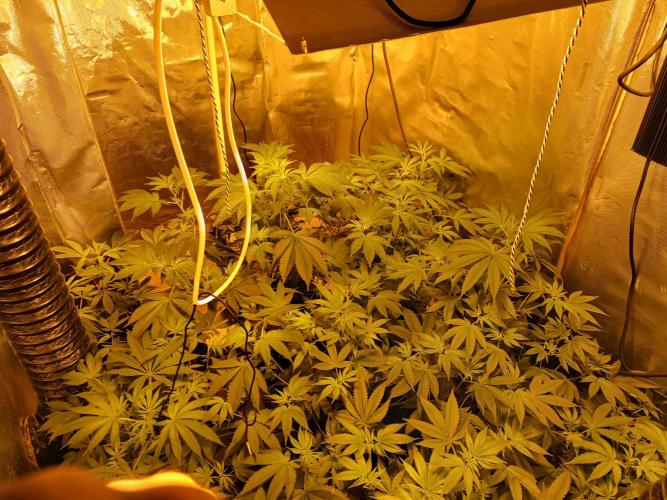 Orange cake. Week 8