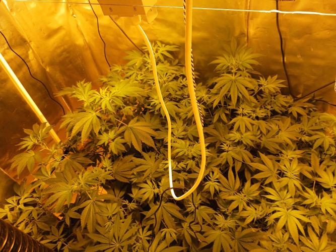 Orange Cake. Week 8
