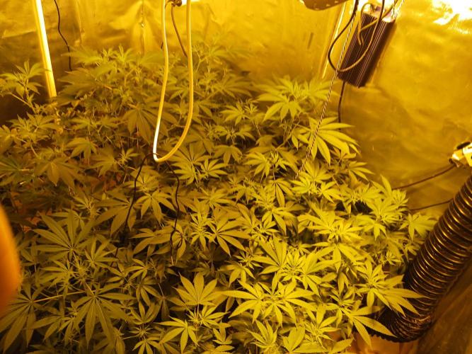Orange Cake. Week 9