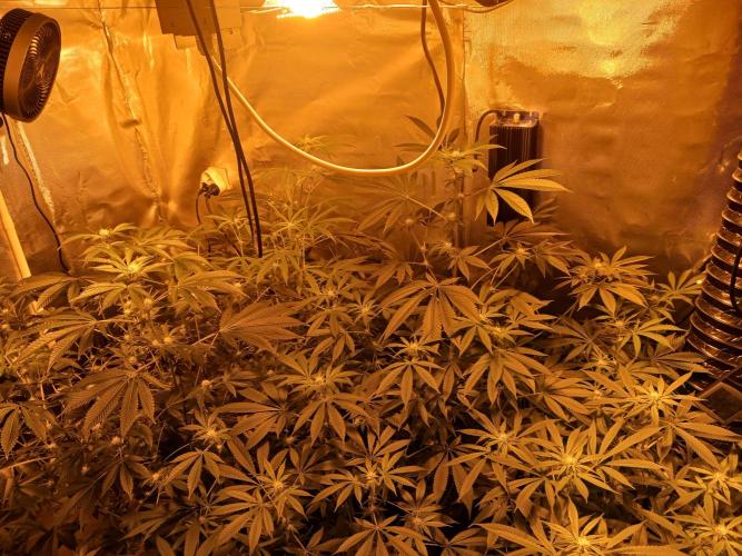 Orange cake. Week 10