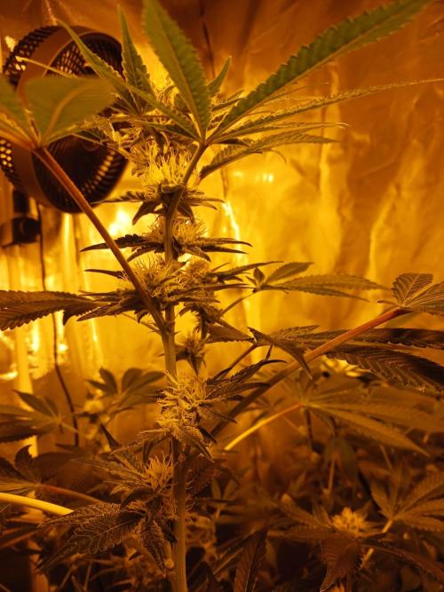 Orange cake. Week 11