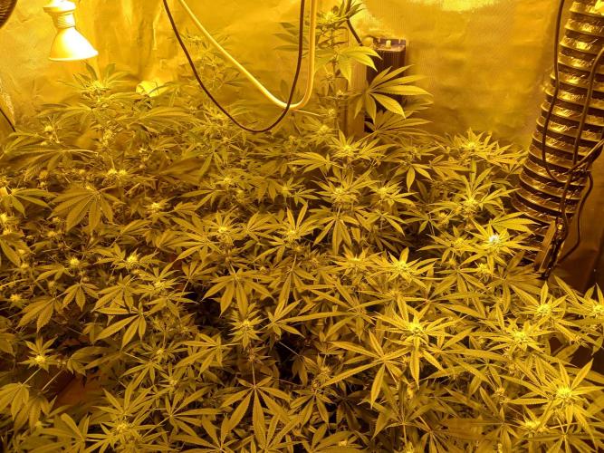 Orange cake. Week 11